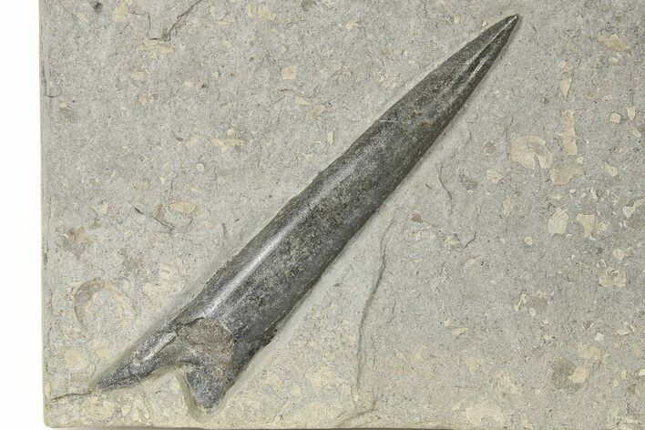 Fossil Belemnite (Acrocoelites) - Germany #264602